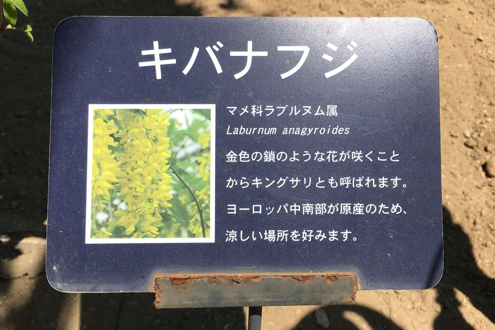 キバナフジ説明